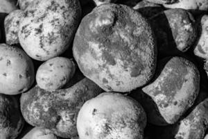 fotografi på tema skön potatis växt med naturlig mörk jord foto