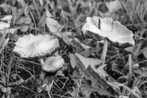 fotografi till tema stor skön giftig svamp i skog foto