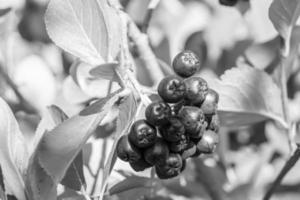 fotografi på tema skön bär gren aronia buske foto