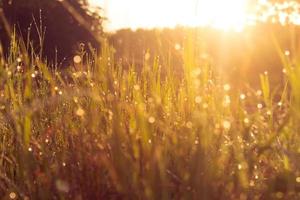 gräs vid soluppgång foto