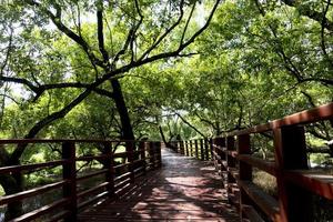 röd trä- bro gångväg ledande hetero ut av de mangrove skog. löv och grenar omslag tät skugga. på phra chedin klang nam, pak nam, rayong, thailand. foto