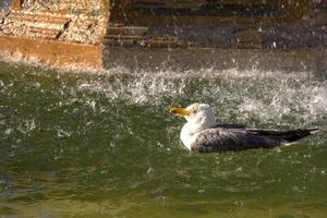 skön fiskmås fågel flyter i de fontän med vatten besprutning foto