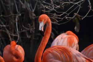 grupp av amerikan flamingoes foto