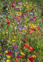 skön natur bakgrund av annorlunda sommar blommor. vertikal se foto