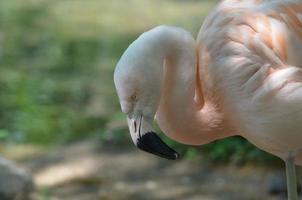 underbar chilenska flamingo fågel foto