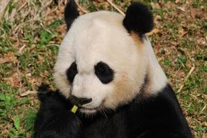 panda Björn äter några smaskigt bambu skjuter foto