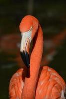 ansikte av en större flamingo foto