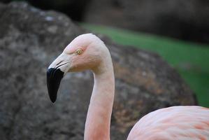 svart näbb på en chilenska flamingo foto