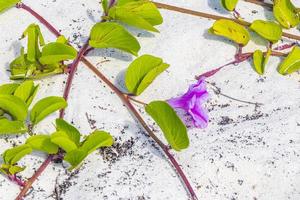 rosa lila morgon- ära get fot krypande strand blomma Mexiko. foto