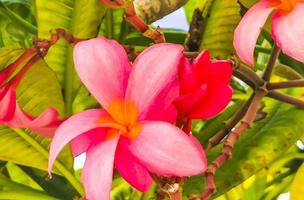 plumeria träd buske med rosa och gul blommor i Mexiko. foto