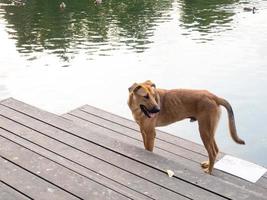 hund på de Strand av de sjö Nästa till en tecken den där förbjuder simning foto