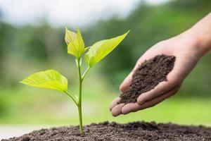 plantera ett träd. närbild hand av män som planterar plantorna i marken, idén att plantera träd för att minska den globala uppvärmningen, världsmiljödagen. foto