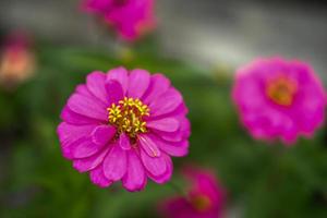 skön zinnia blomma fotograferad med makro foto