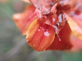 färgrik höst blommor i de höst trädgård foto