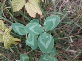 färgrik växt löv efter regn foto