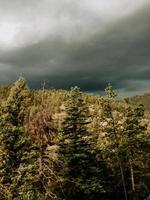 regn i de skog foto