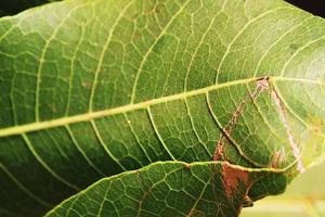 grön mango löv, karnataka. foto