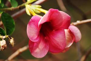 allamanda blanchetii blommor. foto