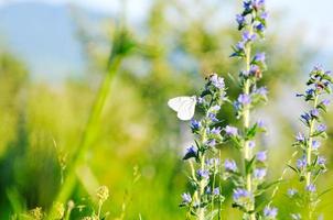 vit buterfly på blomma foto