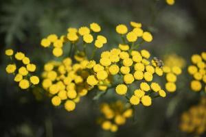 gul renfana blommor tanacetum vulgärt, allmänning renfana, bitter knapp, ko bitter, eller gyllene knappar. färsk örter - vild medicinsk växt på äng. vilda blommor. foto