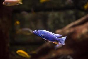akvarium med färgrik fiskar foto