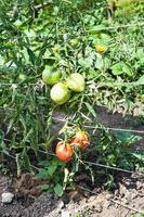 mogning tomat frukt på buske i trädgård foto