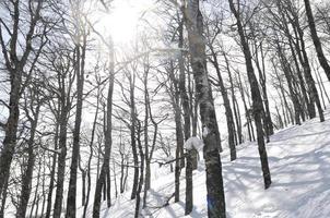 vinter- landskap se foto