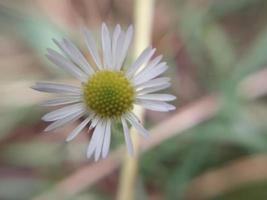 färgrik höst blommor i de höst trädgård foto