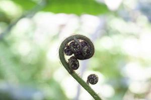 skön färsk grön ung vild ny zealand ormbunkar knopp i en spiral form i de skog på suddig natur bakgrund. foto