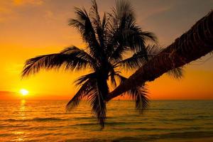 silhuett av skön solnedgång på de hav strand med handflatan träd för resa i Semester koppla av tid, foto