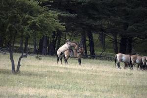 przewalski häst porträtt i sommar manlig hingst stridande foto