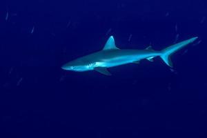 ung grå haj redo till ge sig på under vattnet i de blå foto