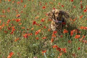 engelsk cockerspaniel spaniel hund i vallmo blomma fält foto