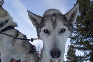 kälke hund hes porträtt i snöig bergen ser på du foto