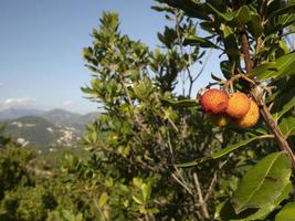 jordgubb frukt träd i liguria, Italien foto