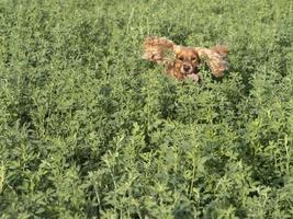 Lycklig hund cockerspaniel spaniel i de grön gräs fält foto