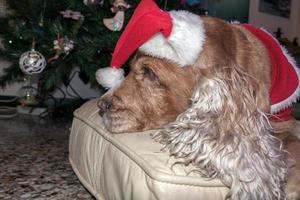 santa klädd hund cockerspaniel spaniel foto