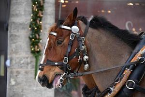 vagn häst på snö detalj foto