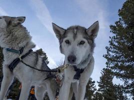 kälke hund hes porträtt i snöig bergen ser på du foto