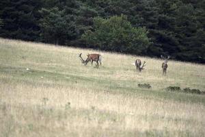 europeisk rådjur porträtt i sommar foto