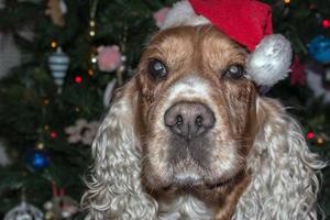 santa klädd hund cockerspaniel spaniel foto