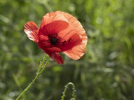 röd vallmoblomma på nära håll foto