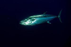 gulfenad tonfisk under vattnet foto