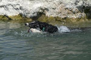 gräns collie spelar i de flod foto