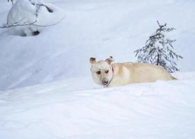 hund som leker i snön foto