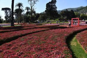 genua, Italien - april 27 2017 - euroflora lämna tillbaka till genua i de unik scenario av de nervi parker foto