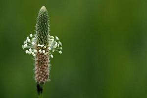 plantago blomma isolerat på grön foto