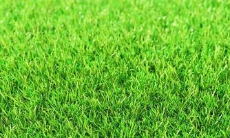 grön gräs eller de naturligtvis väggar textur . topp se färsk grön gräsmattor för bakgrund, bakgrund eller tapet. slätter och gräs av olika storlekar är propert och städa. foto
