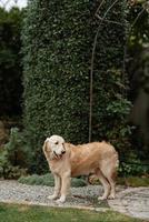 golden retriever hund på ett bröllop foto