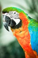 färgglatt av marcow papegoja. foto